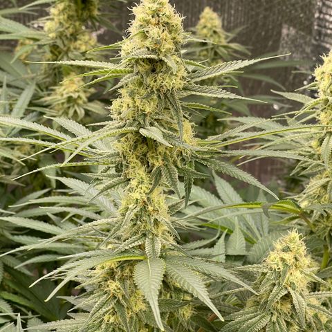GI Jane growlog timeline photo