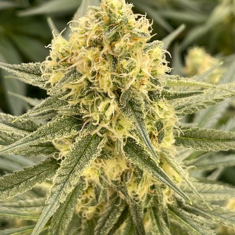 GI Jane growlog timeline photo