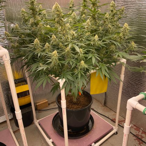 GI Jane growlog timeline photo