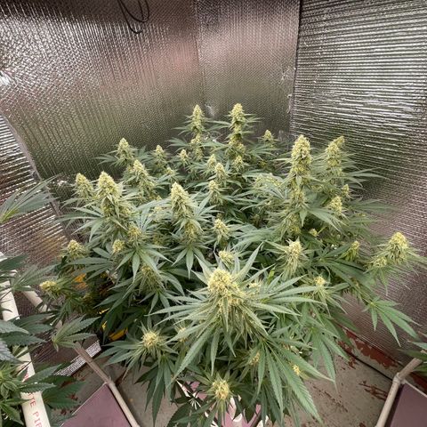 GI Jane growlog timeline photo