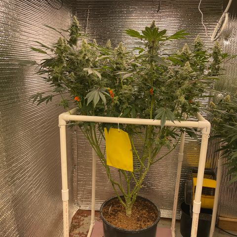 Princess Grodd growlog timeline photo