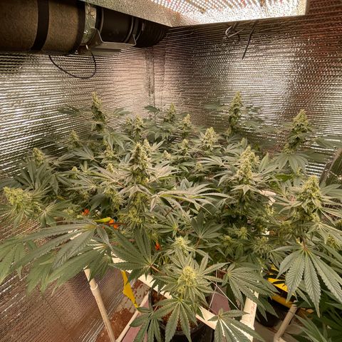 Princess Grodd growlog timeline photo