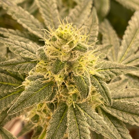 Princess Grodd growlog timeline photo