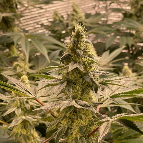 Princess Grodd growlog timeline photo