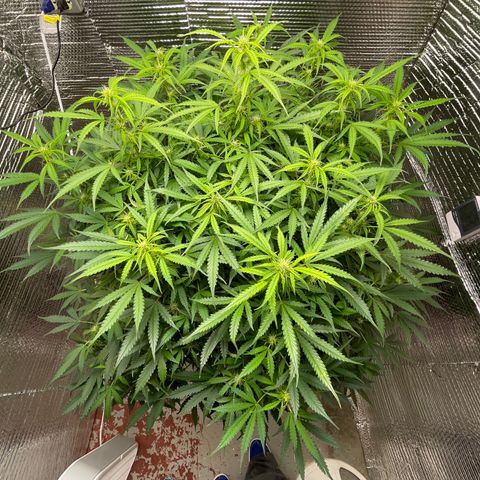 Candy Cane growlog timeline photo