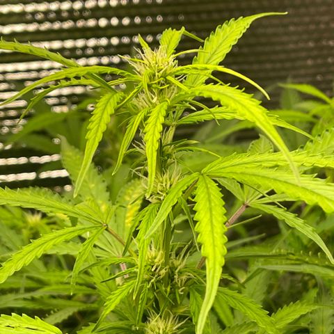 Candy Cane growlog timeline photo