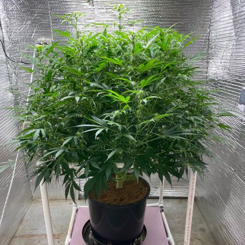 Candy Cane growlog timeline photo