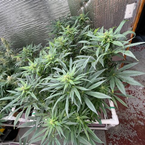 Lucyfur growlog timeline photo