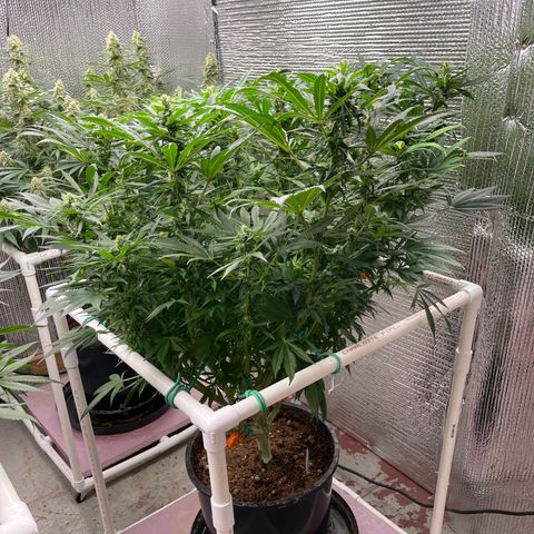 Lucyfur growlog timeline photo