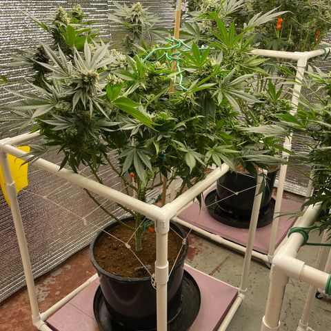 Harle Quin growlog timeline photo