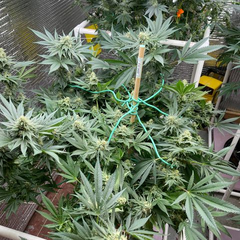 Harle Quin growlog timeline photo