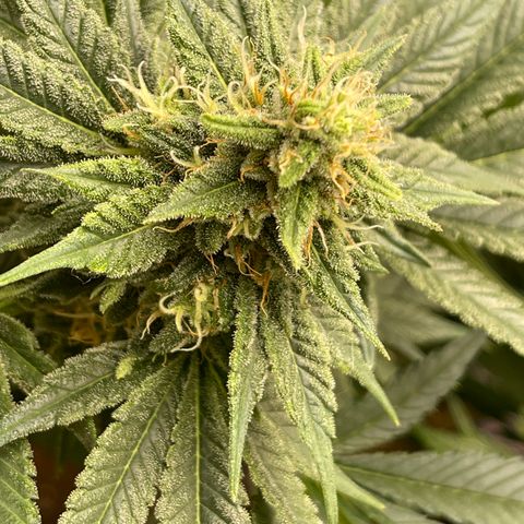 Harle Quin growlog timeline photo