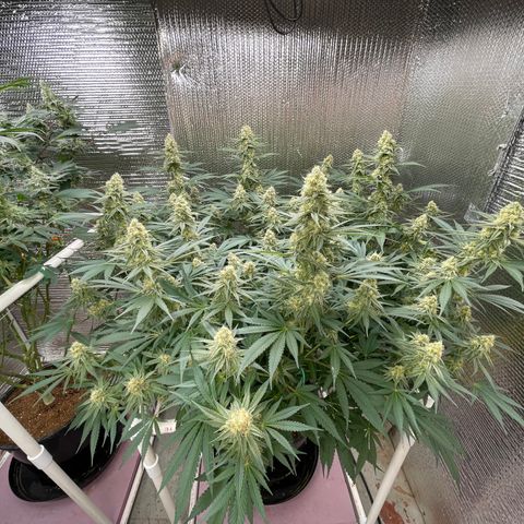 GI Jane growlog timeline photo