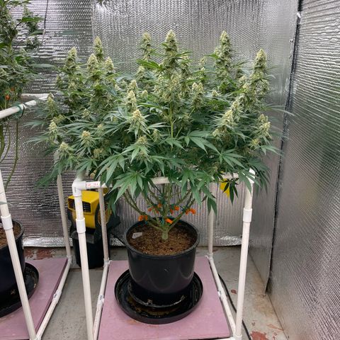 GI Jane growlog timeline photo