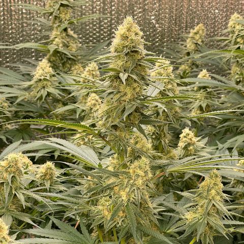 GI Jane growlog timeline photo