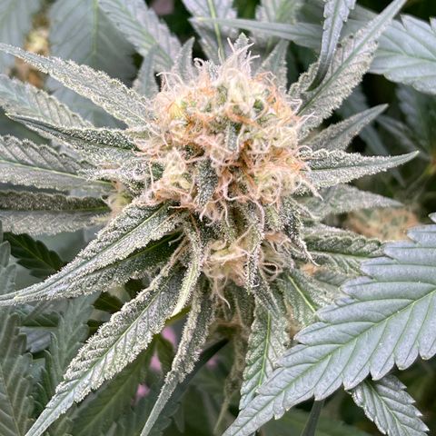 GI Jane growlog timeline photo
