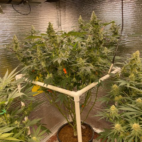Princess Grodd growlog timeline photo
