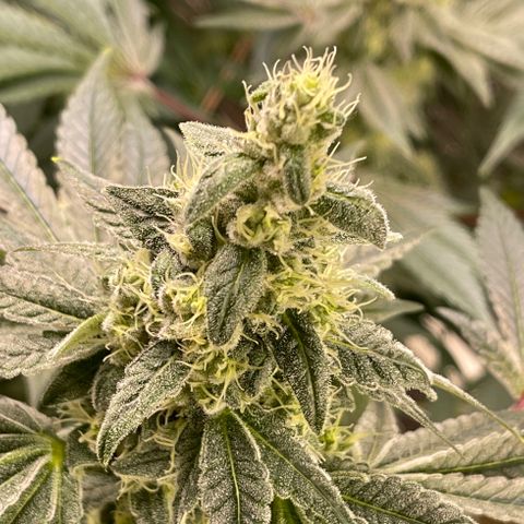 Princess Grodd growlog timeline photo