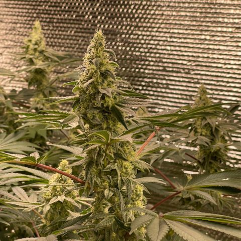 Princess Grodd growlog timeline photo