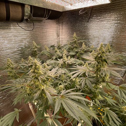 Princess Grodd growlog timeline photo