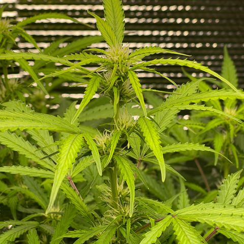 Candy Cane growlog timeline photo