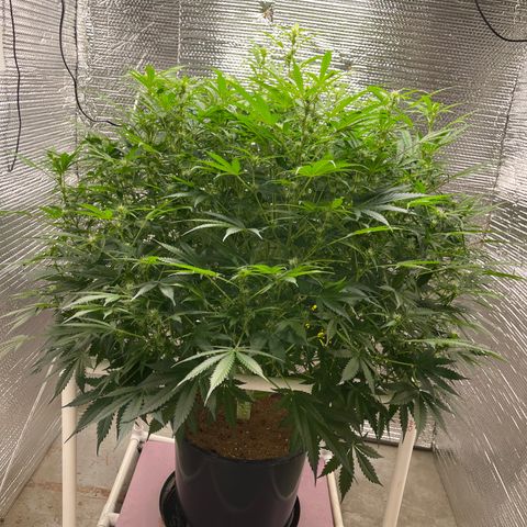 Candy Cane growlog timeline photo