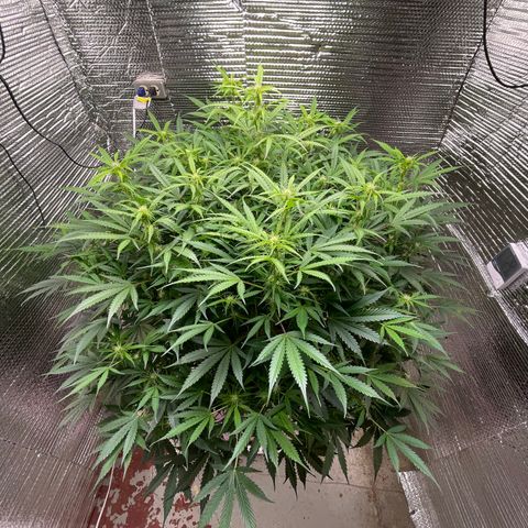 Candy Cane growlog timeline photo