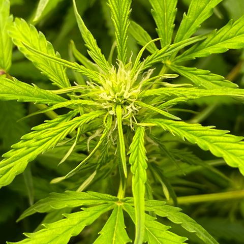 Candy Cane growlog timeline photo