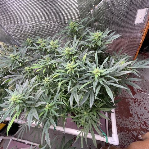 Lucyfur growlog timeline photo