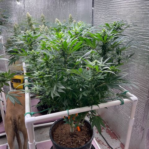 Lucyfur growlog timeline photo