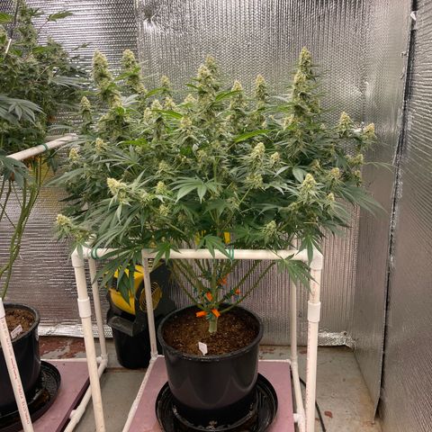 GI Jane growlog timeline photo