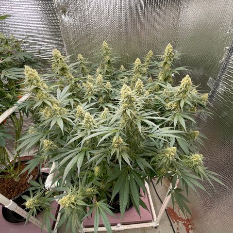 GI Jane growlog timeline photo