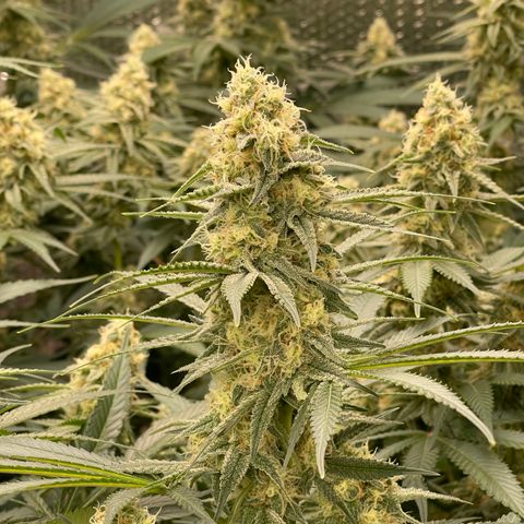 GI Jane growlog timeline photo