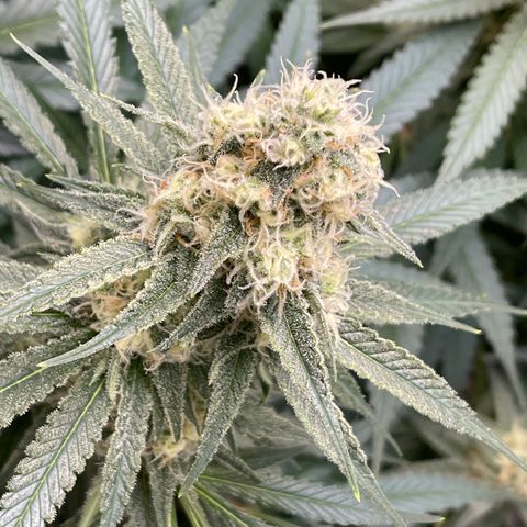 GI Jane growlog timeline photo