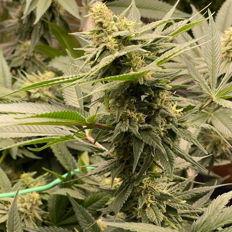 Harle Quin growlog timeline photo