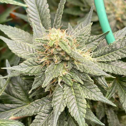 Harle Quin growlog timeline photo