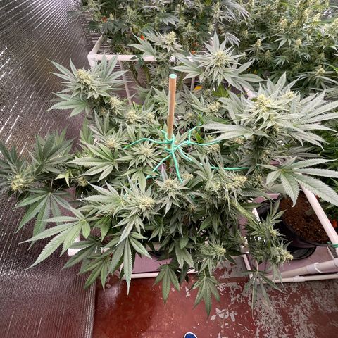 Harle Quin growlog timeline photo