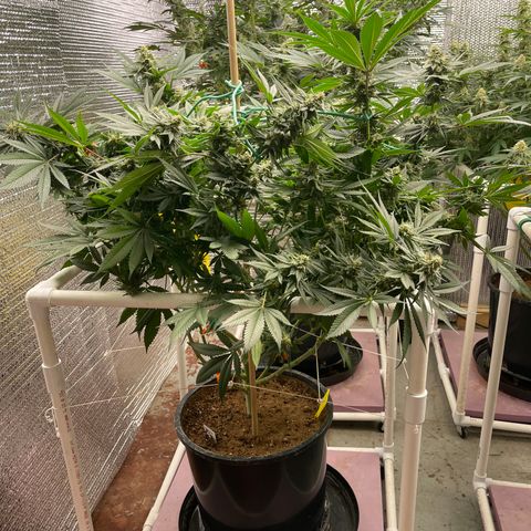 Harle Quin growlog timeline photo