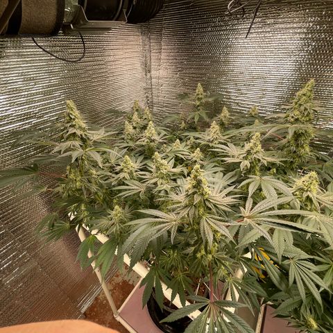 Princess Grodd growlog timeline photo