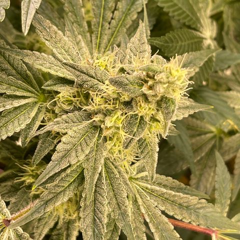 Princess Grodd growlog timeline photo