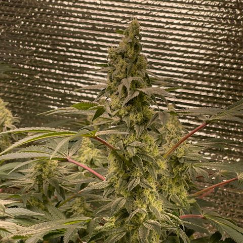 Princess Grodd growlog timeline photo
