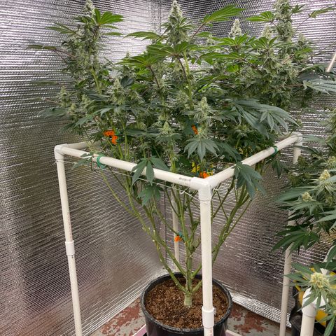 Princess Grodd growlog timeline photo