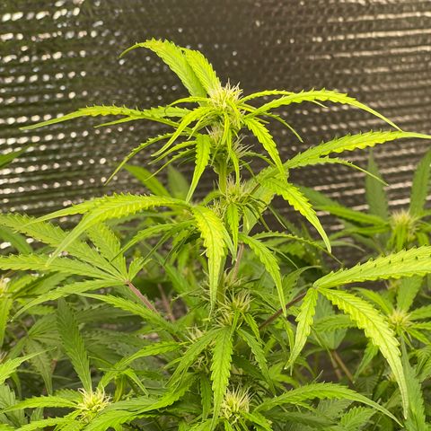 Candy Cane growlog timeline photo