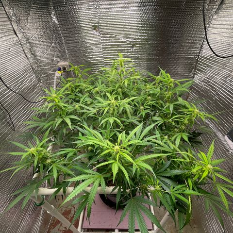 Candy Cane growlog timeline photo