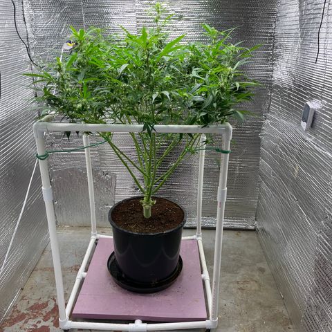 Candy Cane growlog timeline photo