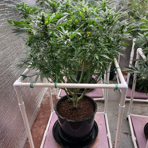Lucyfur growlog timeline photo