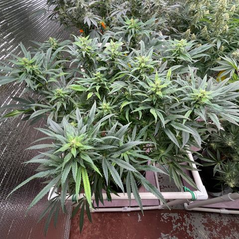 Lucyfur growlog timeline photo