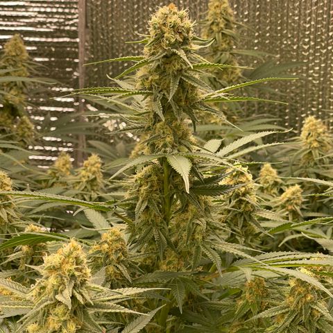 GI Jane growlog timeline photo