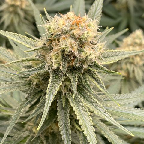 GI Jane growlog timeline photo