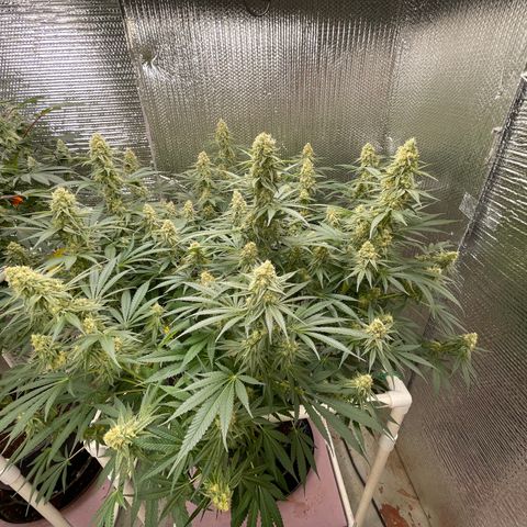 GI Jane growlog timeline photo